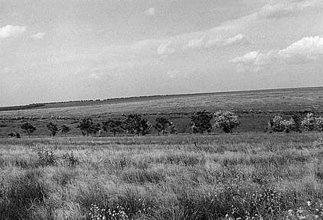 фото: Єланецький степ